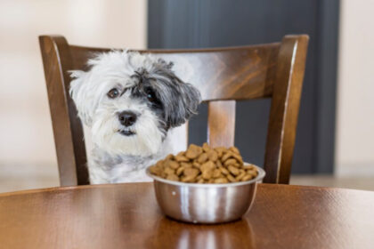Where Can I Find High Quality Private Label Pet Food?