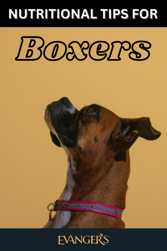 Best dog food shop for boxers with gas