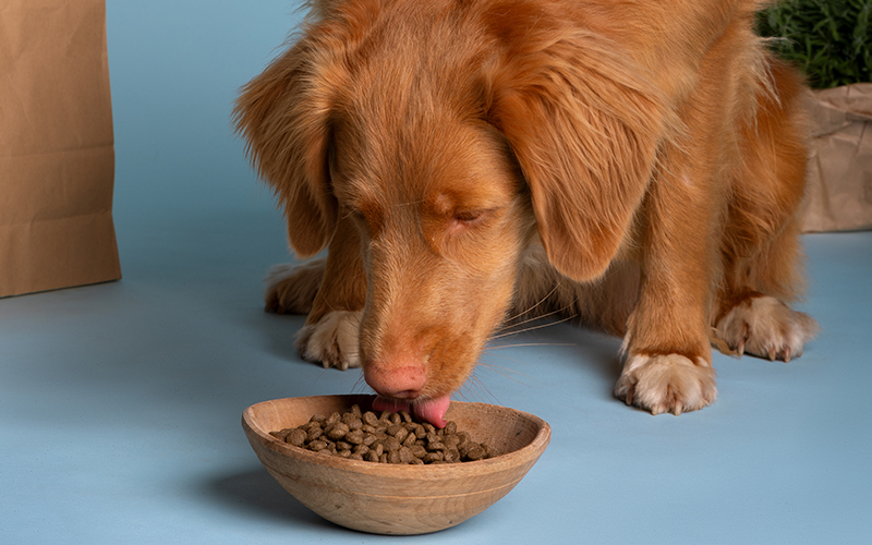 Where to Find Gluten Free Dog Food?