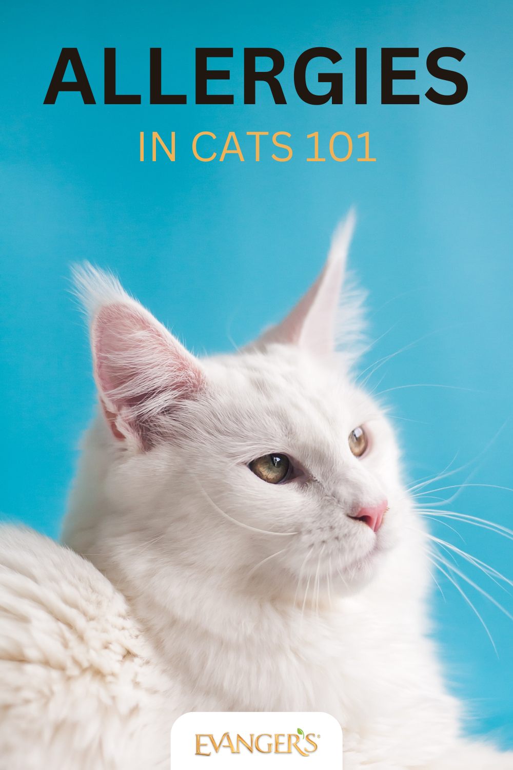 Allergies in Cats 101