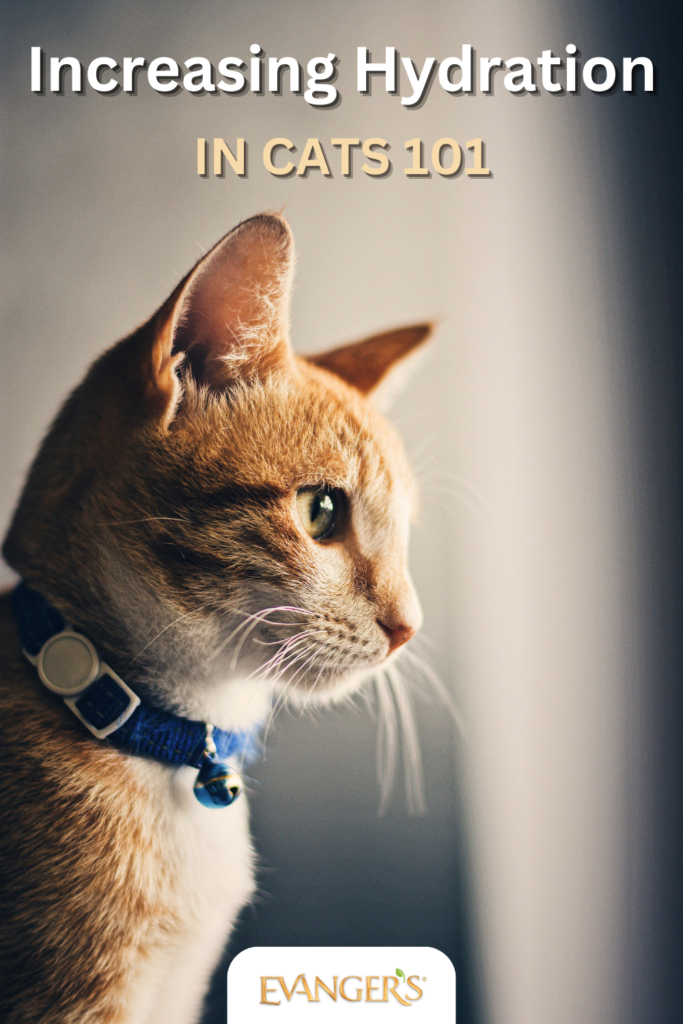 Increasing Hydration in Cats 101 Evanger's Dog & Cat Food Co., Inc.