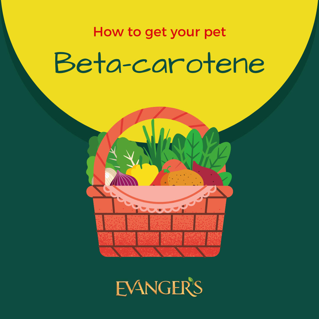 How to Get your Pet Beta-carotene
