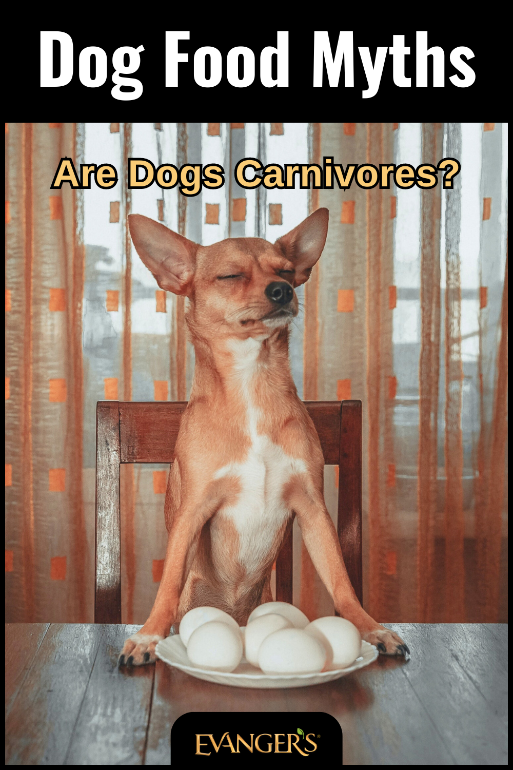 Dog Food Myths: Are Dogs Carnivores?