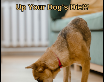 Dog Food Myths: Should You Not Switch Up Your Dog's Diet?