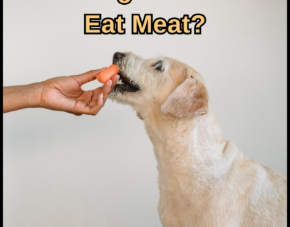 Dog Food Myths: Do Dogs Need to Eat Meat?