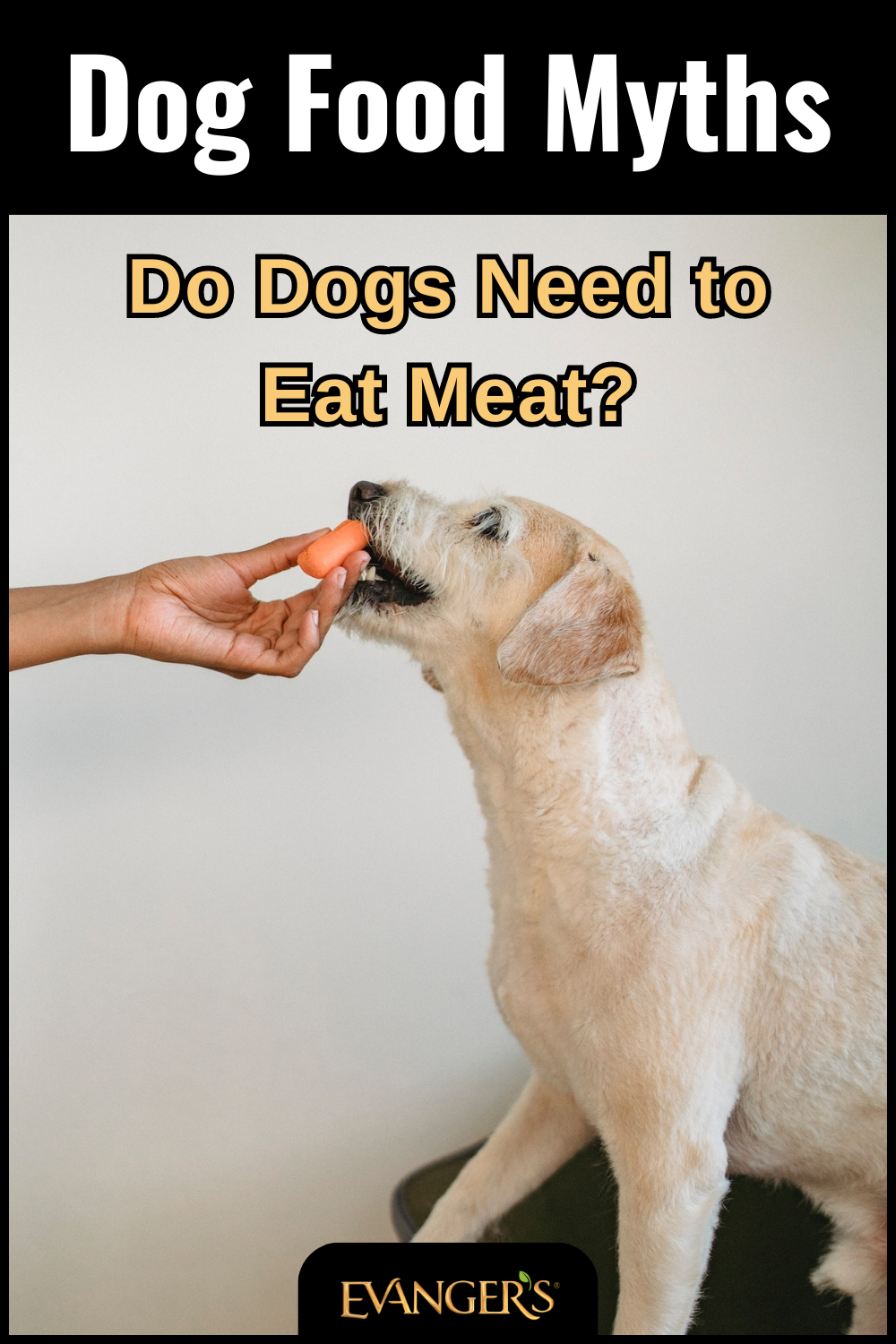 Dog Food Myths: Do Dogs Need to Eat Meat?