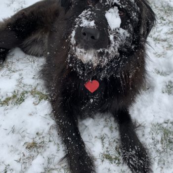Southern Rescue’s 1st Michigan Snow