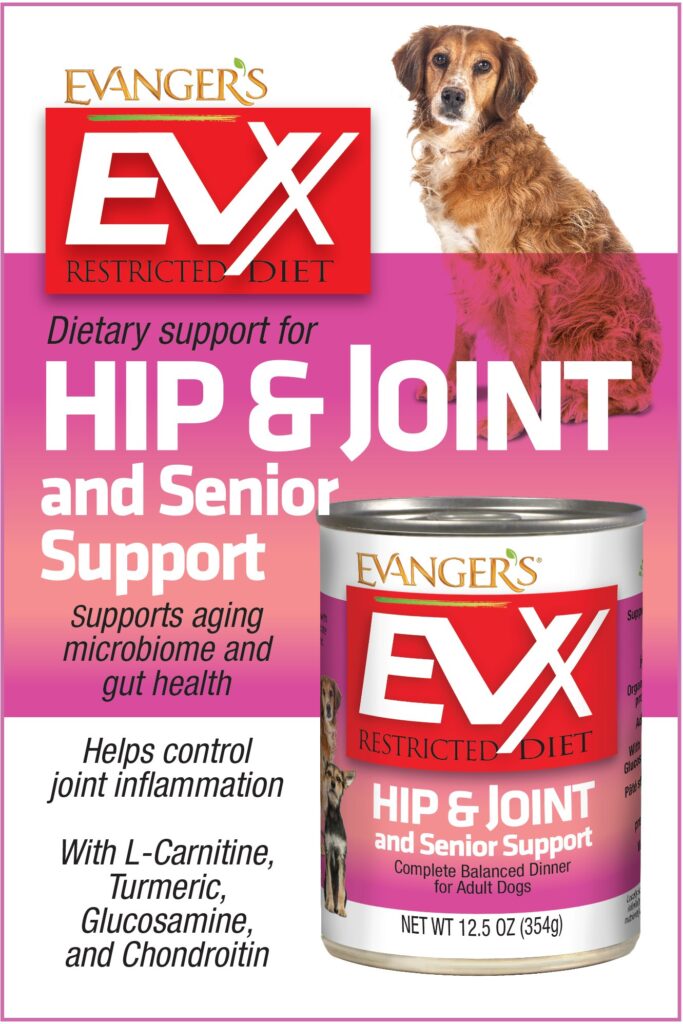 an elderly dog looking lovingly at you with an inforgraphic about Evangers Hip and Joint with Senior Support recipe for dogs