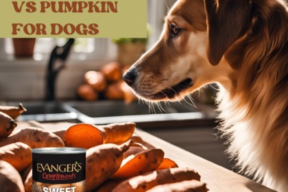 A pretty dog looking at a table of farm fresh sweet potatoes and a can of Evangers canned sweet potatoes. The dog is thinking about the nutritional benefits of sweet potatoes for himself.