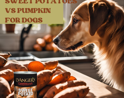 A pretty dog looking at a table of farm fresh sweet potatoes and a can of Evangers canned sweet potatoes. The dog is thinking about the nutritional benefits of sweet potatoes for himself.