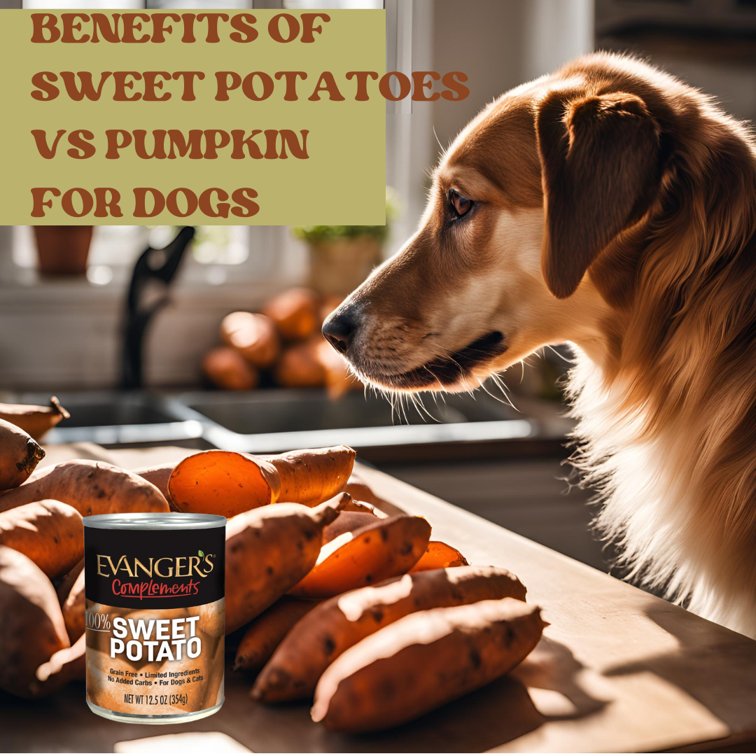 A pretty dog looking at a table of farm fresh sweet potatoes and a can of Evangers canned sweet potatoes. The dog is thinking about the nutritional benefits of sweet potatoes for himself.