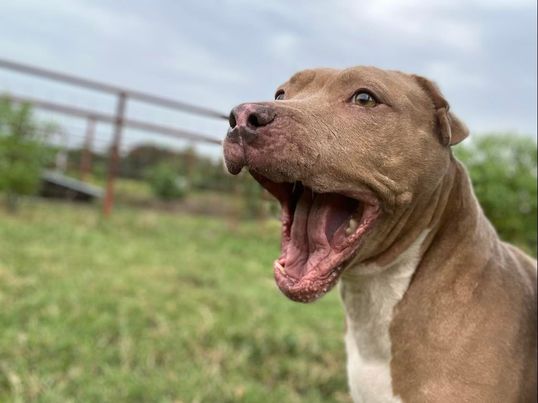 The Story of Heartbreak: An Abused Bait Dog, Her Rescue, and Her Road to A  Happy Home with Evanger's Dog Foods – Evanger's Dog & Cat Food Company, Inc.