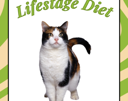 How to Feed Your Cat a Lifestage Diet