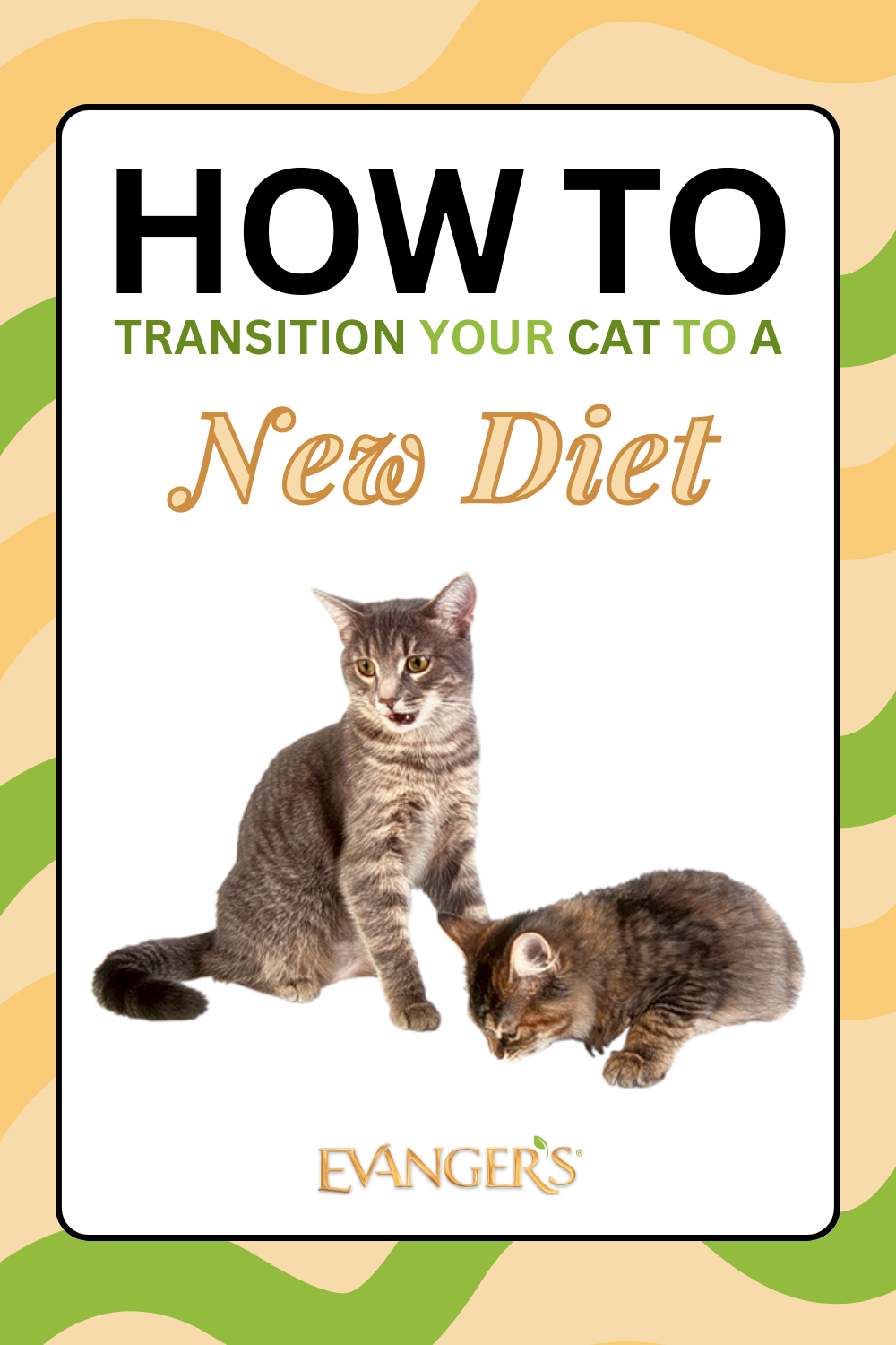 How to Transition Your Cat to a New Diet
