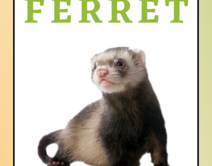 How to Feed your Ferret