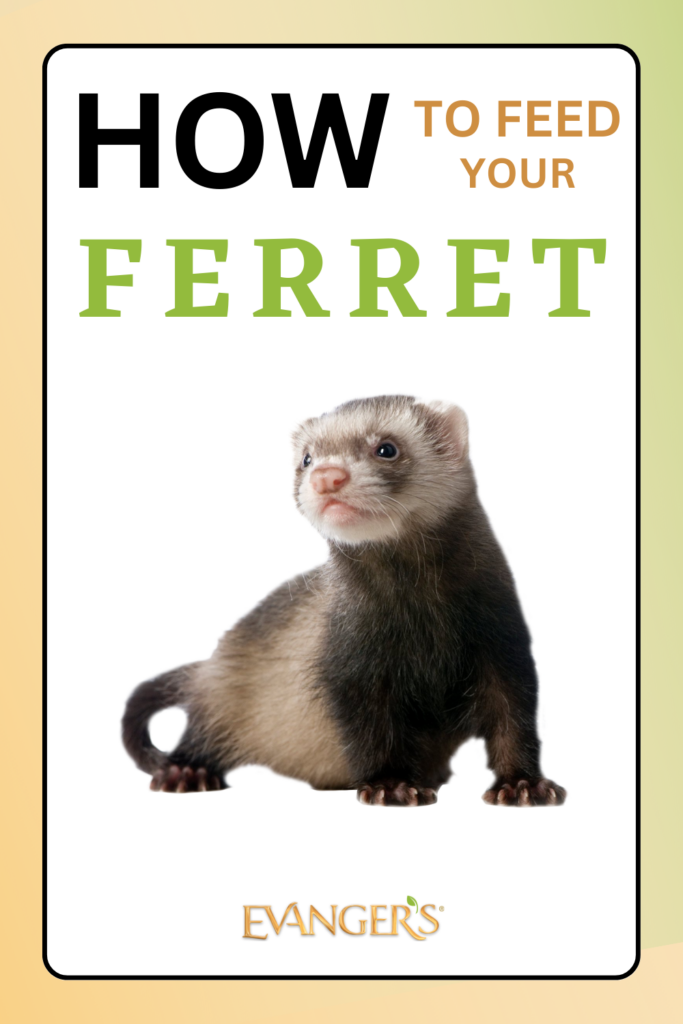 Feeding ferrets outlet