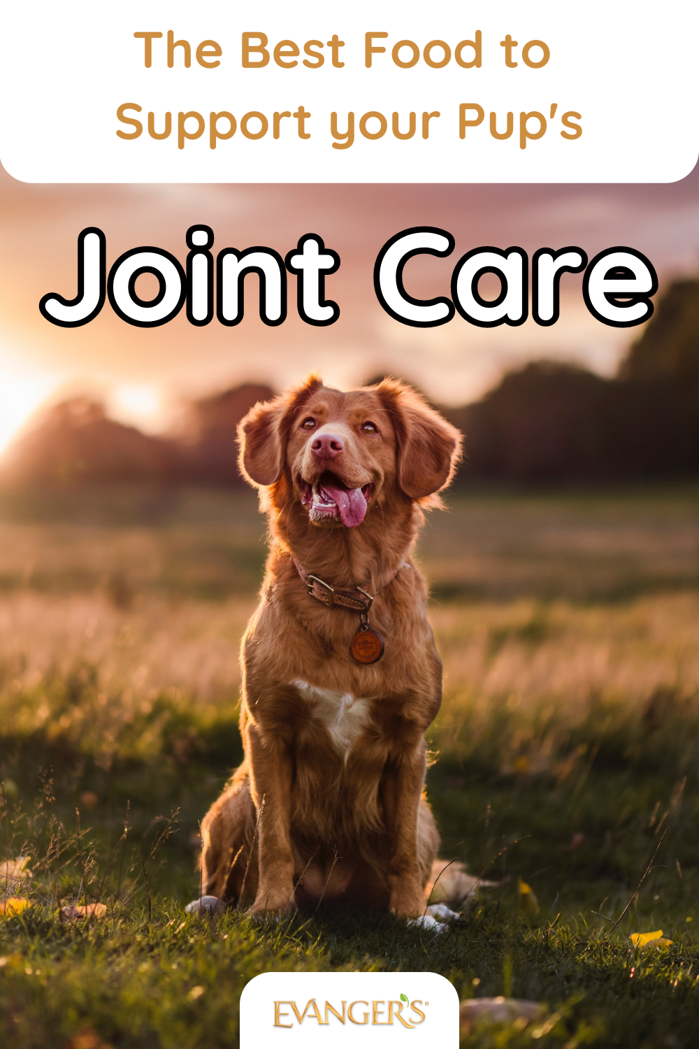 The Best Food to Support your Pup's Joint Care