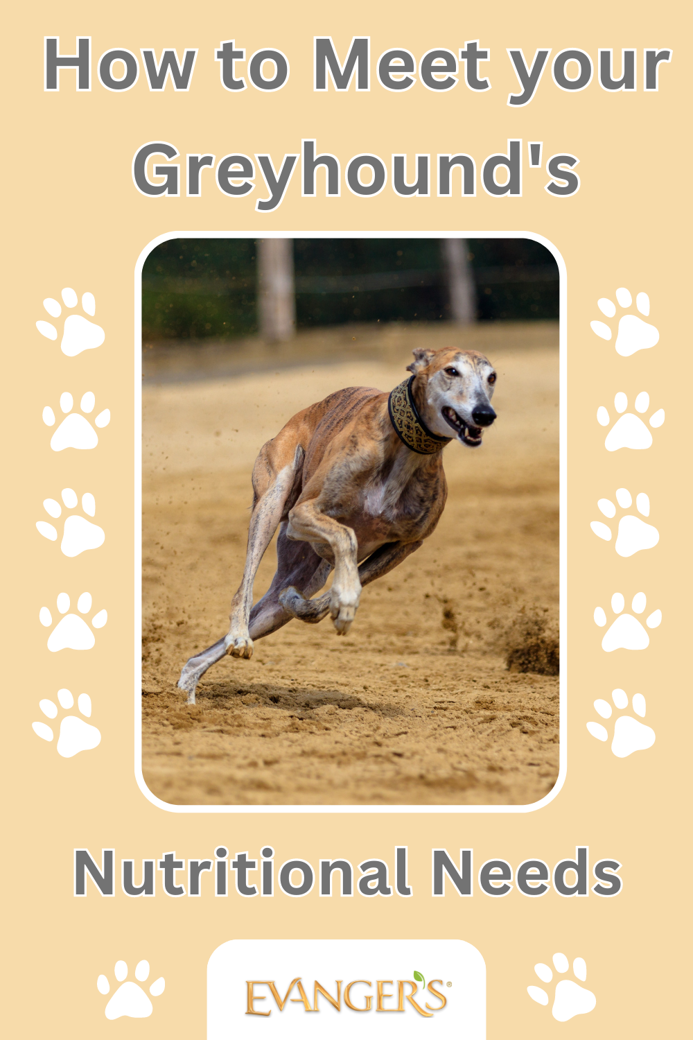 How to Meet your Greyhound's Nutritional Needs