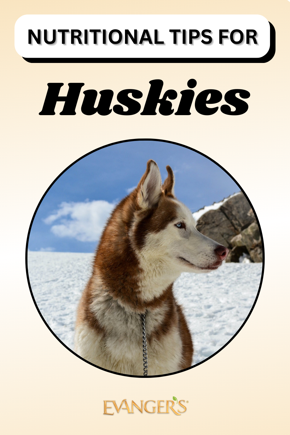 Nutritional Tips for Huskies
