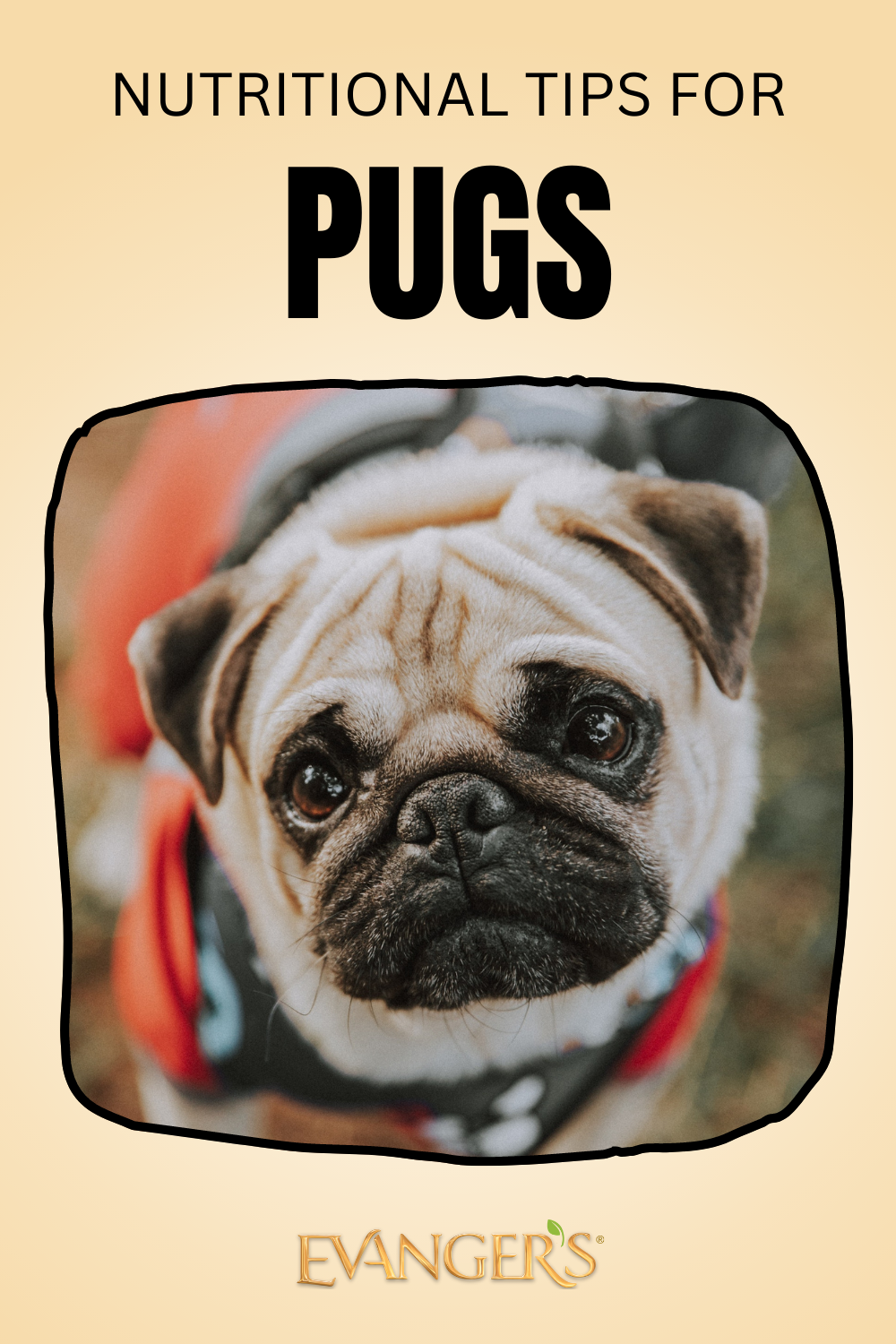 Nutritional Tips for Pugs