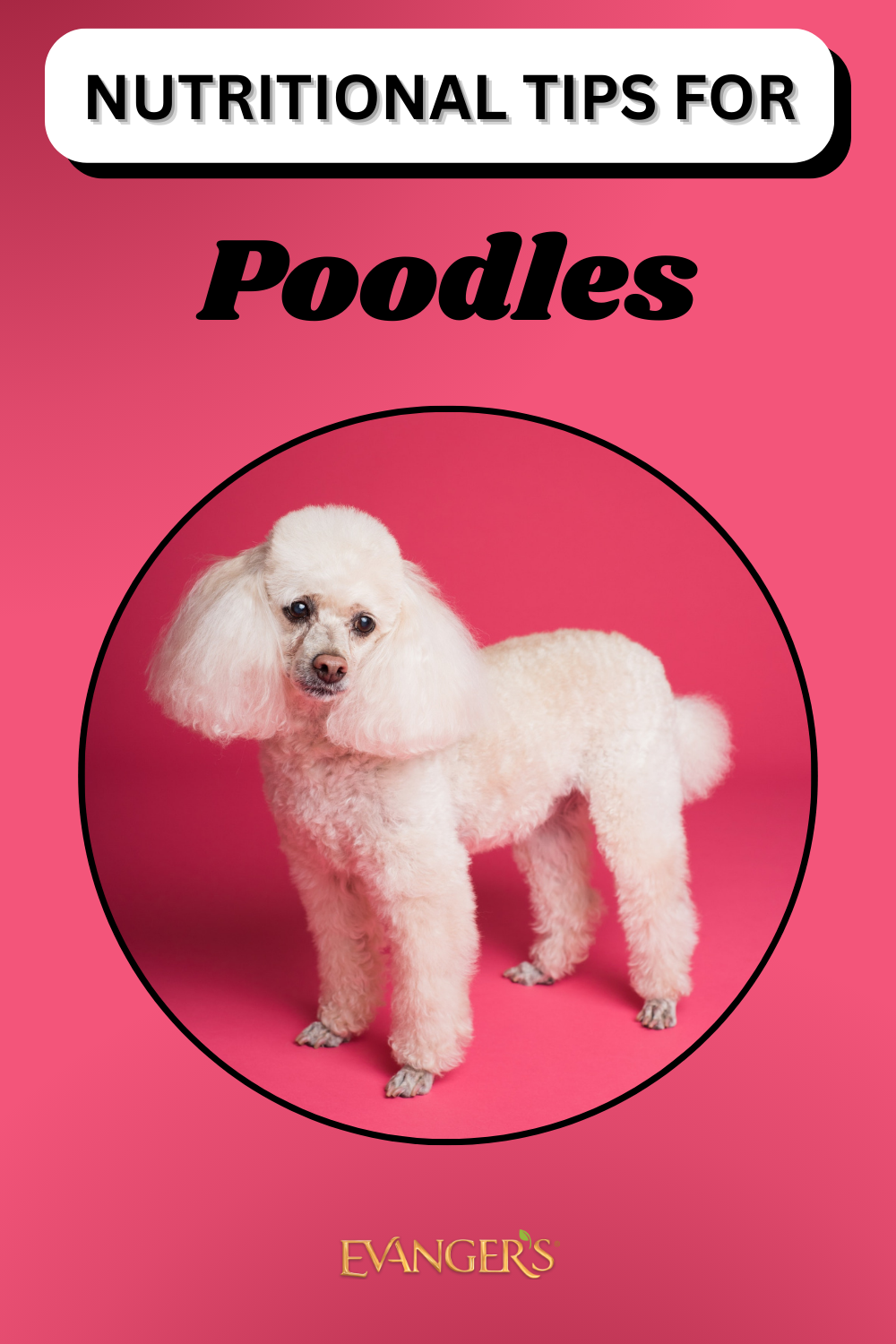 Nutritional Tips for Poodles