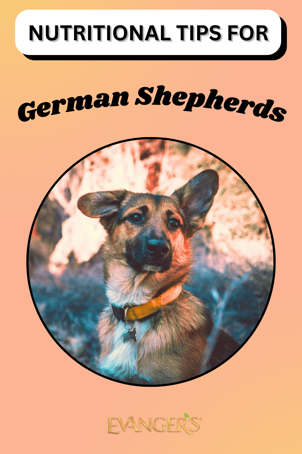 Nutritional Tips for German Shepherds