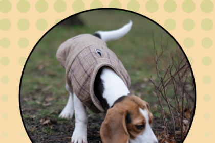 Nutritional Tips for Beagles