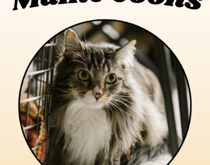 Nutritional Tips for Maine Coons