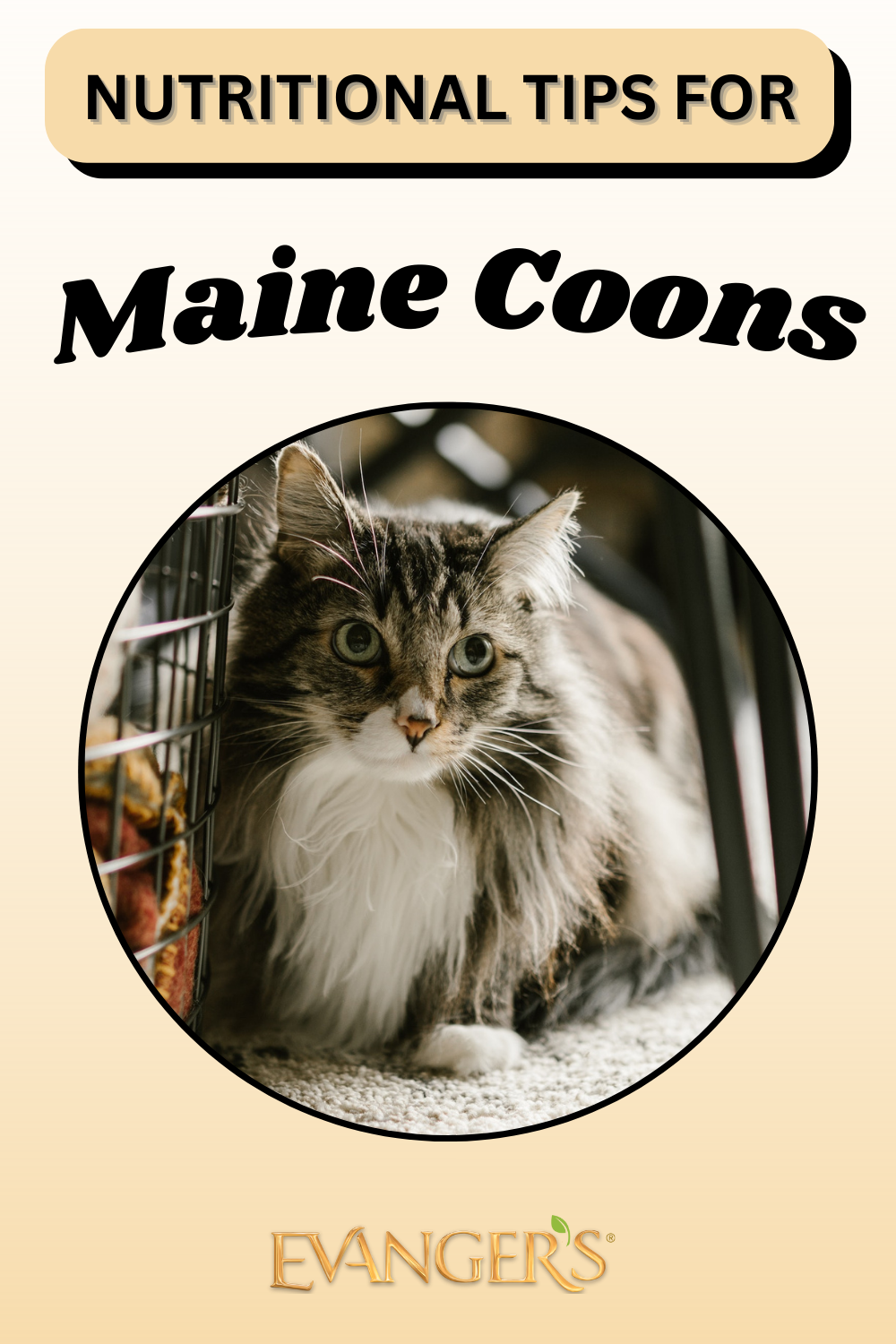 Nutritional Tips for Maine Coons