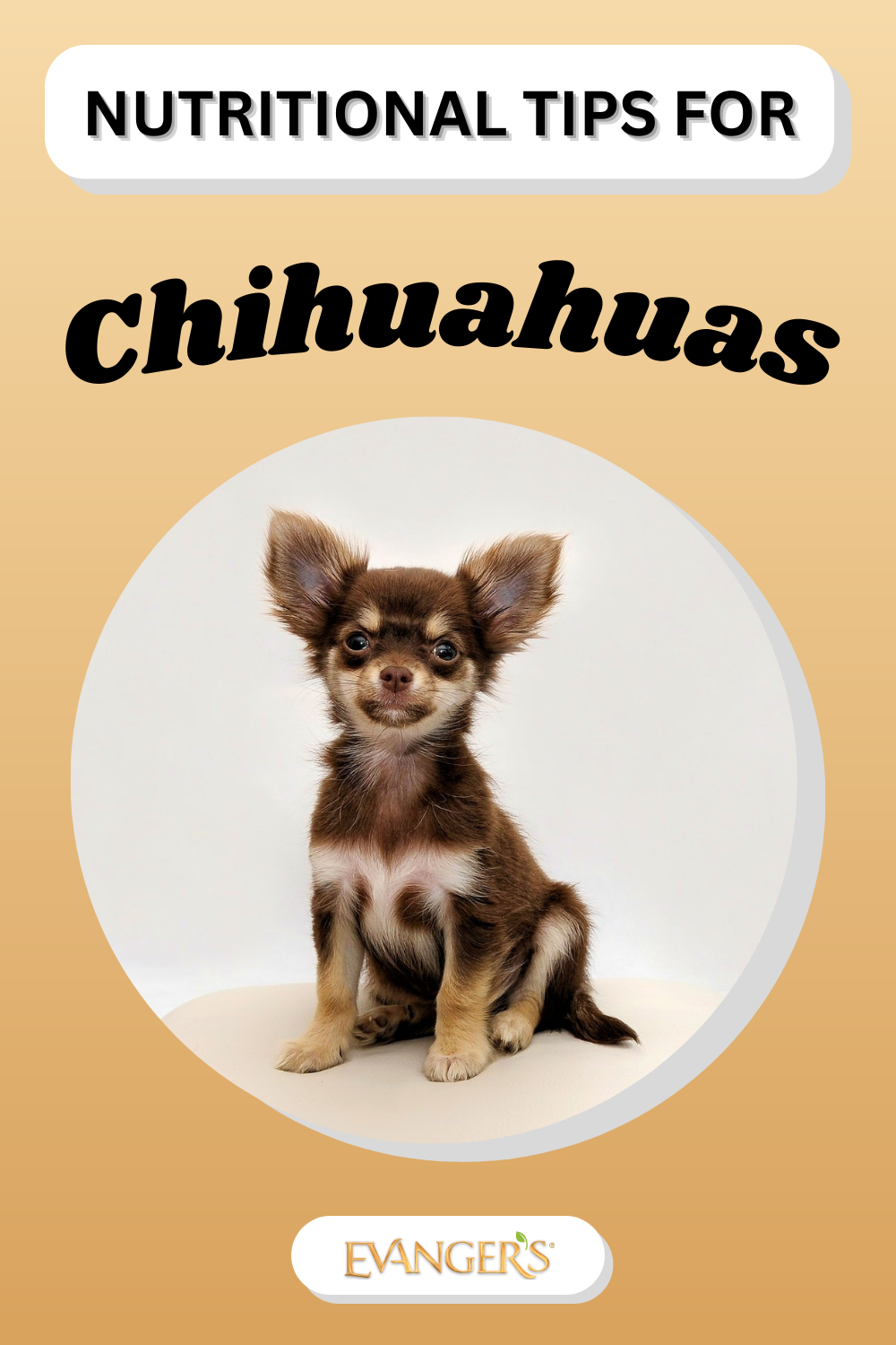 Nutritional Tips for Chihuahuas
