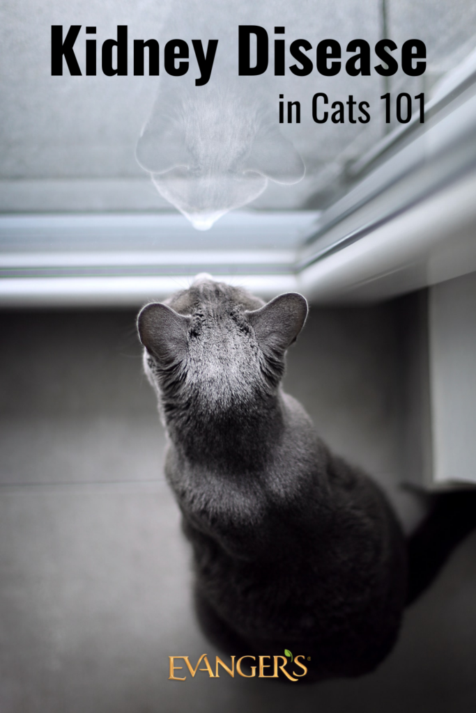 Kidney Disease in Cats 101 Evanger's Dog & Cat Food Co., Inc.