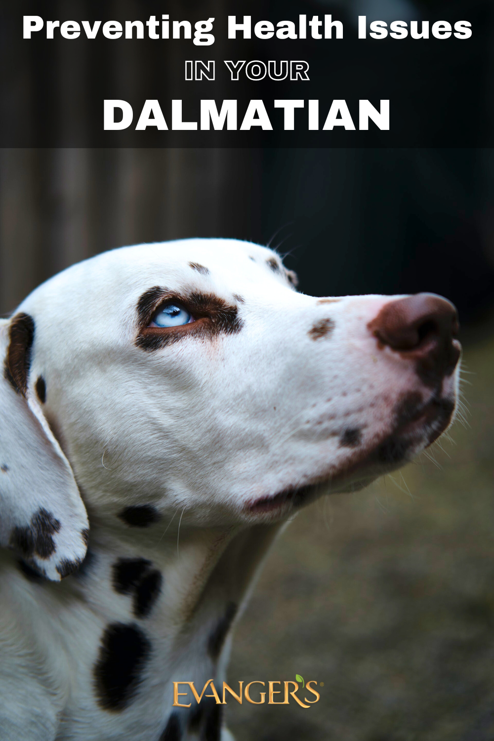 Preventing Health Issues in Your Dalmatian