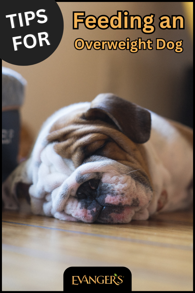 Tips for Feeding an Overweight Dog Evanger's Dog & Cat Food Co., Inc.