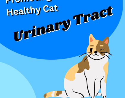 Promoting a Healthy Cat Urinary Tract