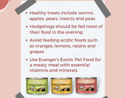 Evanger’s Nutritional Tips: Hedgehogs