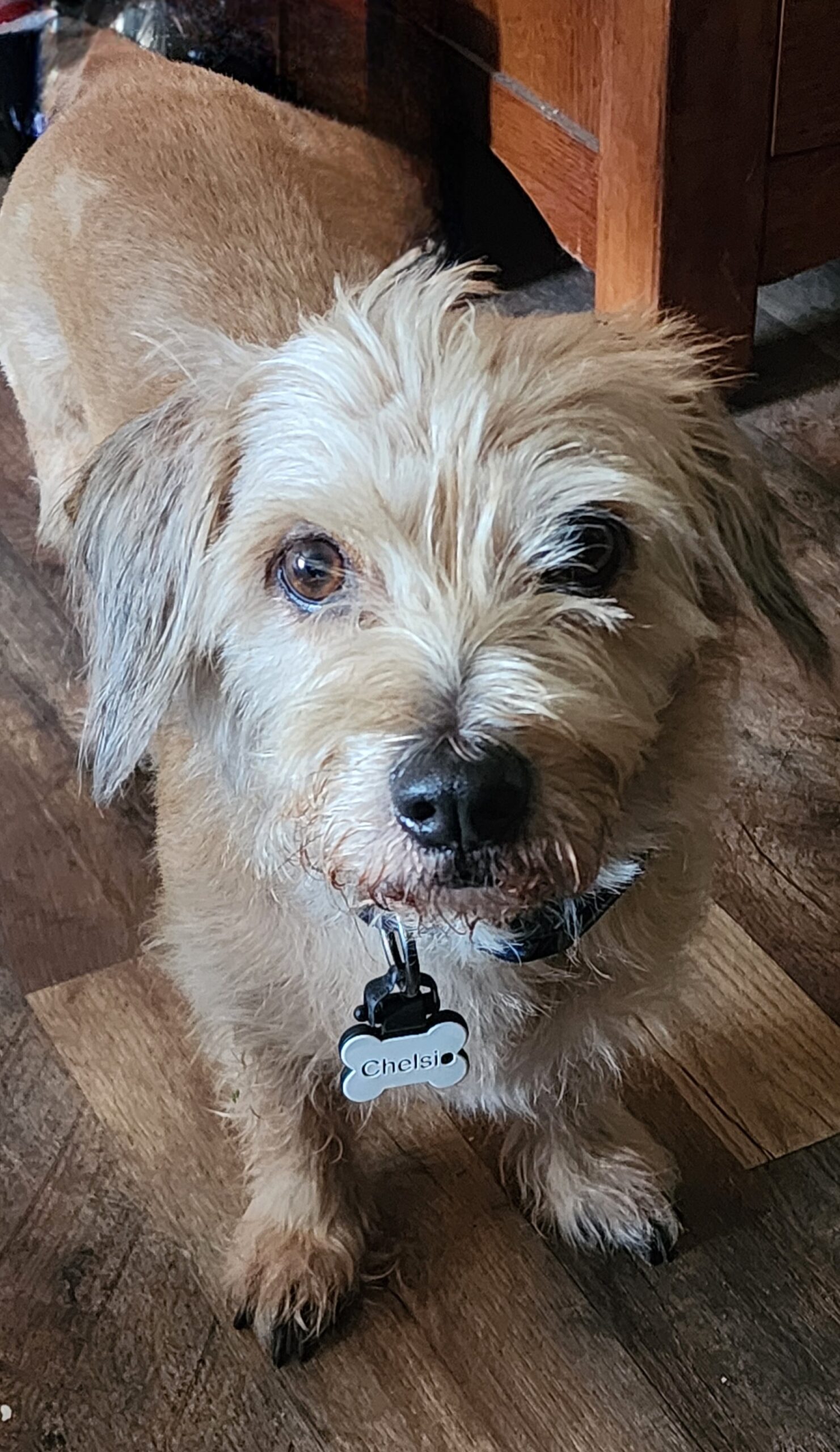 What Do Pet Parents Really Look for in Their Dog’s Food?